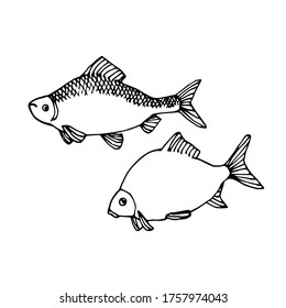 set of freshwater fish, roach, bream, for decorative ornaments and patterns, vector illustration with black ink contour lines isolated on a white background in doodle & hand drawn style