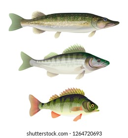 Set of freshwater predatory fish. Pike, zander, perch. Vector illustration isolated on white background