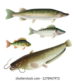 Set of freshwater predatory fish. Pike, zander, perch, catfish. Vector illustration isolated on white background