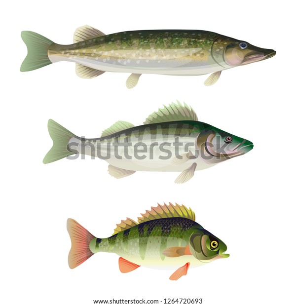 Set Freshwater Predatory Fish Pike Zander Stock Vector (Royalty Free ...