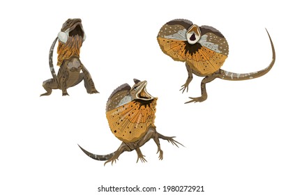Set of Frilled Lizards Chlamydosaurus kingii or frill-necked lizard, frilled dragon or frilled agama. Wild reptiles of Australia and New Guinea. Realistic vector animal