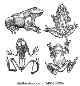 Set of Frog line illustration.  Anuran or poison toad hand drawing. Black and white drawn witchcraft, voodoo magic attribute. Illustration for Halloween. Vector.