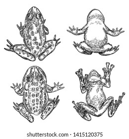Set of Frog line illustration.  Anuran or poison toad hand drawing. Black and white drawn witchcraft, voodoo magic attribute. Illustration for Halloween. Vector.