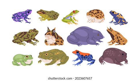 Set of frogs and toads of different species. Variety of exotic amphibian animals. Tropical reptiles. Various types of froggies. Realistic flat vector illustration isolated on white background