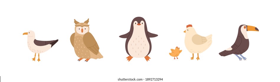 Set of front and side views of cute birds. Gull, owl, penguin, chicken, hen and toucan isolated on white background. Colored flat vector illustration