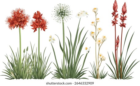 Conjunto de frontais Allium siculum, Kniphofia uvaria, árvore isolada, ilustração vetorial, jardim botânico, flores exóticas, plantas ornamentais, flor de verão, decoração da natureza.