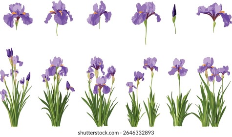 Set of frontal Iris tectorum known as roof iris Japanese roof iris wall iris isolated tree botanical flower garden plant vector illustration,
