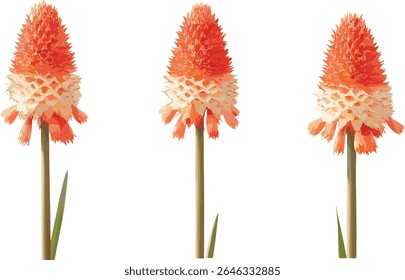 Conjunto de frontal Kniphofia uvaria tocha lily vermelho quente pôquer recorte árvore isolada, planta de flor botânica, jardim exótico tropical vetor ilustração.