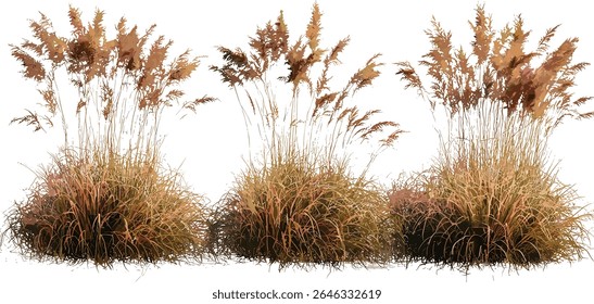 Conjunto de frontal Miscanthus purpurpurascens Autumn Flame grama isolada, grama chama, grama ornamental, plantas de jardim, queda folhagem, plantas perenes, ilustração vetorial.