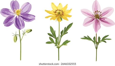 Conjunto de frontal Osteospermum fruticosum e Aquilegia chrysantha isolado, árvore, composição floral, plantas de jardim, ilustração botânica, ilustração vetorial.