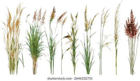 Set of frontal Prairie dropseed Sporobolus heterolepis and Calamagrostis acutiflora grass isolated, Karl Foerster ornamental grass, prairie landscaping, vector illustration.