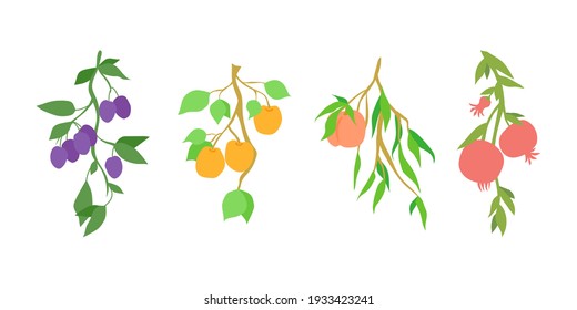 Reihe von Obstzweigen. Dekoration für Küchendesign, Lebensmittelverpackung, Vektorgrafik von Lebensmitteln, Obstbaum. Handgezeichnete Früchte, die auf dem Ast hängen, mit Blättern - Pflaumen, Aprikosen, Pfirsich und Granatapfel.