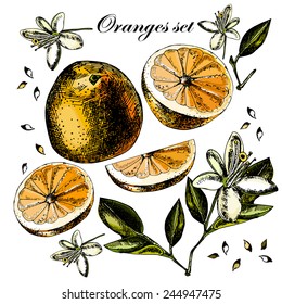 Set with fruit, flowers and leaves of orange on a white background