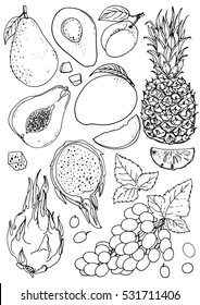 Set of fruit. Fresh food. Pineapple, avocado, papaya, mango, grape, pitahaya line drawn on a white background. Vector illustration. Coloring for adults