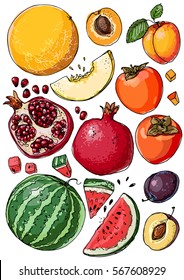 Set of fruit. Fresh food. Watermelon, cantaloupe, pomegranate, apricot, persimmon line drawn on a white background. Vector illustration.