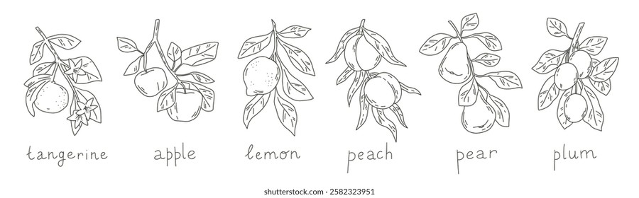 Set of fruit tree branches illustration. Simple vector line art of tangerine, apple, lemon, peach, pear and plum.