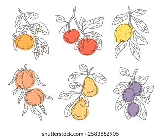 Set of fruit tree branches illustration. Simple vector line art of tangerine, apple, lemon, peach, pear and plum. Design elements
