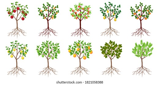 Set of fruit trees isolated on a white background.