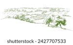 Set of fruit trees: olive, apple, plum, apricot. Orchard, grove. Vector realistic black and white vintage sketch illustration