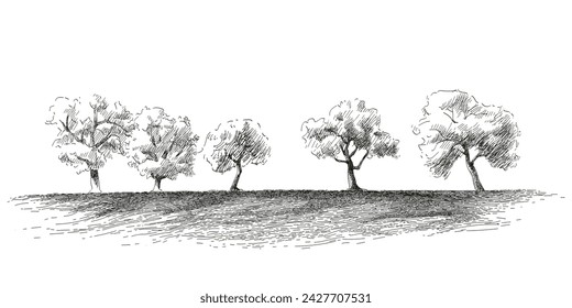 Set of fruit trees: olive, apple, plum, apricot. Orchard, grove. Vector realistic black and white vintage sketch illustration