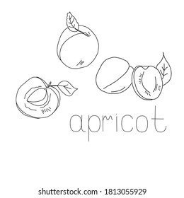 Set of fruits apricots, whole and halves, with pits and without, with leaf, coloring page vector outline illustration for design and creativity