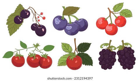 Set of fruits and berries with blueberry grapes cherry and other drawing isolated on white background flat vector illustration