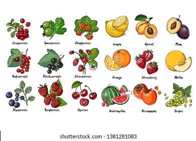 Set of fruits, berries and leavesdrawn a line on a white background. Vector sketch. Sketch line. Lemon, apricot, plum, orange, strawberry, melon,  watermelon, persimmons, grapes, blackcurrants