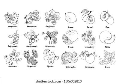 Set of fruits, berries and leavesdrawn a line on a white background. Vector sketch. Sketch line. Lemon, apricot, plum, orange, strawberry, melon,  watermelon, persimmons, grapes, blackcurrants