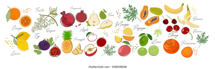 Set fruits berries stylized for logo design backgrounds patterns. Orange grapes apple lemon pomegranate banana cherry mango persimmon pear pineapple lime papaya figs. Vector illustration, handmade 