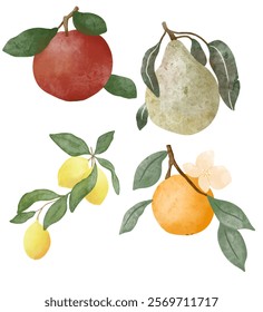 Set of fruits, citrus with transparent background. Elements for decoration, craft, cards, greetings. Label pattern. Fruits for jars, cuisine, cooking. Receipts