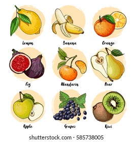 Set Fruits Drawn Line On White Stock Vector (Royalty Free) 585738005 ...