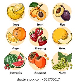 Set of fruits drawn a line on a white background. Vector sketch. Sketch line. Lemon, apricot, plum, orange, strawberry, melon, watermelon, persimmons, grapes