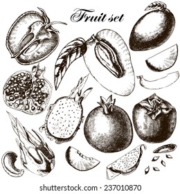 Set of fruits. Freehand drawing. Vector illustration