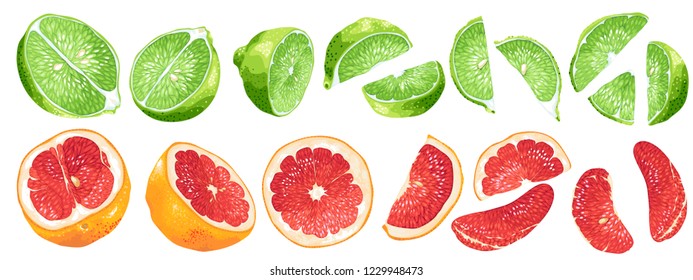 Set with fruits and fruit parts of grapefruit and lime in vector realistic graphic illsutration