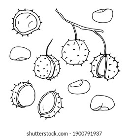 A set of fruits of a horse chestnut. Hand-drawn vector illustration. Doodle style.