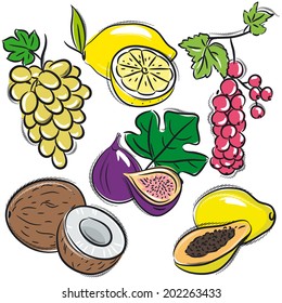 set of fruits, lemon,grapes,fig, papaya, coconut, currant, vector