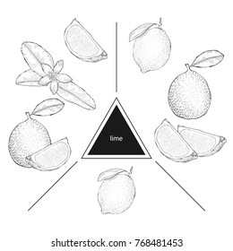Set of fruits: lime, lime slices and lime flower. Vintage style. Hand drawn sketch on white background. Design elements for banner, cover, label, package, promote. 