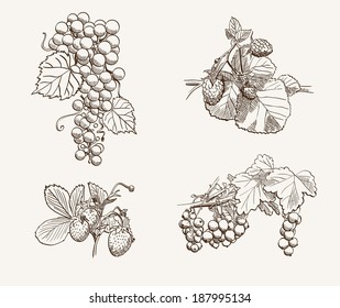set of fruits on a branch. Vector sketches
