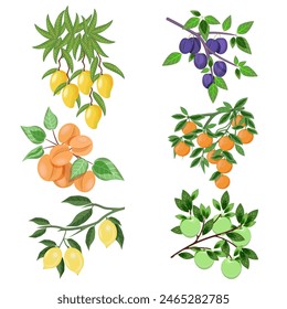 Set of fruits on branches of mango, plums, apricots, oranges, apples, lemons on a white background. Vector collection of fruit branches for textiles, juice packaging, summer designs.