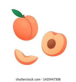 Set of fruits with their slices. Vector illustration with textured apricot whole and peaces isolated on white