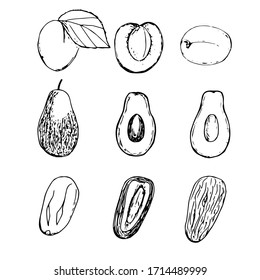 Set of fruits, vector illustration of apricot, avocado, date and its halves, hand drawing