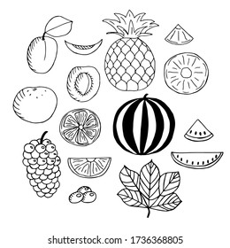 Set of fruits, vector illustration, apricot, pineapple, orange, watermelon and grapes, whole fruits,  halves, piece and leaves hand drawing