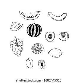 Set of fruits, vector illustration, watermelon and its pieces, melon slice, grape cluster, peach, lemon, plum and their halves, hand drawing