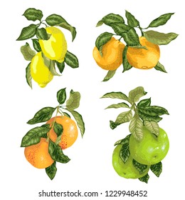 Set with fruits in vector such as lime, lemon, orange, pomelo and grapefruit in graphic illustration