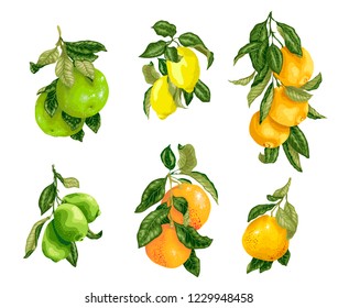 Set with fruits in vector such as lime, lemon, orange, pomelo and grapefruit in graphic illustration