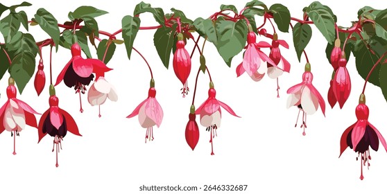 Set of Fuchsia magellanica flowering plant frontal isolated, hummingbird fuchsia, hardy fuchsia, chilco tree, garden flora, botanical illustration, vector illustration.
