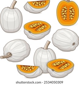 Set of Full Moon pumpkin. Winter squash. Cucurbita maxima. Vegetables. Clip art. Isolated vector illustration.