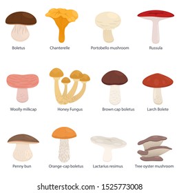 Set of fungi, different mushrooms, isolated vector illustration