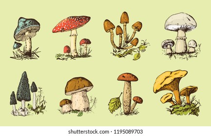 set of Fungus hand drawn engraved. vintage organic vegetarian food. Mushroom champignon, chanterelles, fly agaric, amanita, common stinkhorn, penny bun, red-capped scaber stalk for menu label.