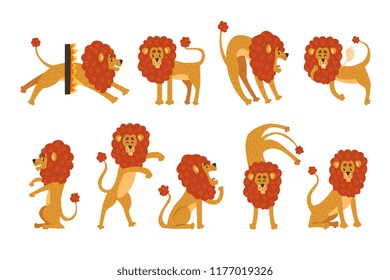 Set of funny African lion in different actions. Cartoon wild animal character. Zoo theme. Flat vector design for children s book, t-shirt print or sticker